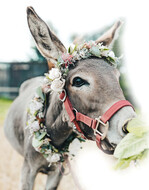 Den Teilnehmern gefällt an den Workshops, dass Alpakas, Esel und Co. nie weit weg sind, und sie lassen sich gerne mit den fotogenen Tieren fotografieren.