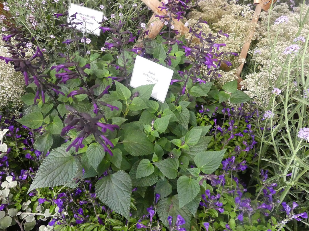 Die Mannheimer Grtnerei Harald Waibel gewinnt eine Groe Goldmedaille der DBG fr botanische
Besonderheiten in einer hervorragenden Qualitt ein, unter anderem fr Salbei (Salvia
Rockin Fuchsia) und Hopfen-Oregano (Oregano rotundifolium).