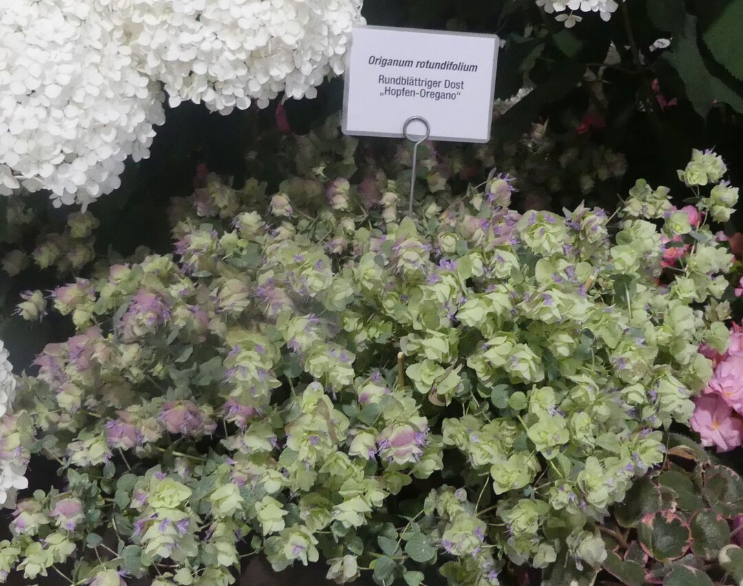 Die Mannheimer Grtnerei Harald Waibel gewinnt eine Groe Goldmedaille der DBG fr botanische
Besonderheiten in einer hervorragenden Qualitt ein, unter anderem fr Salbei (Salvia
Rockin Fuchsia) und Hopfen-Oregano (Oregano rotundifolium).
