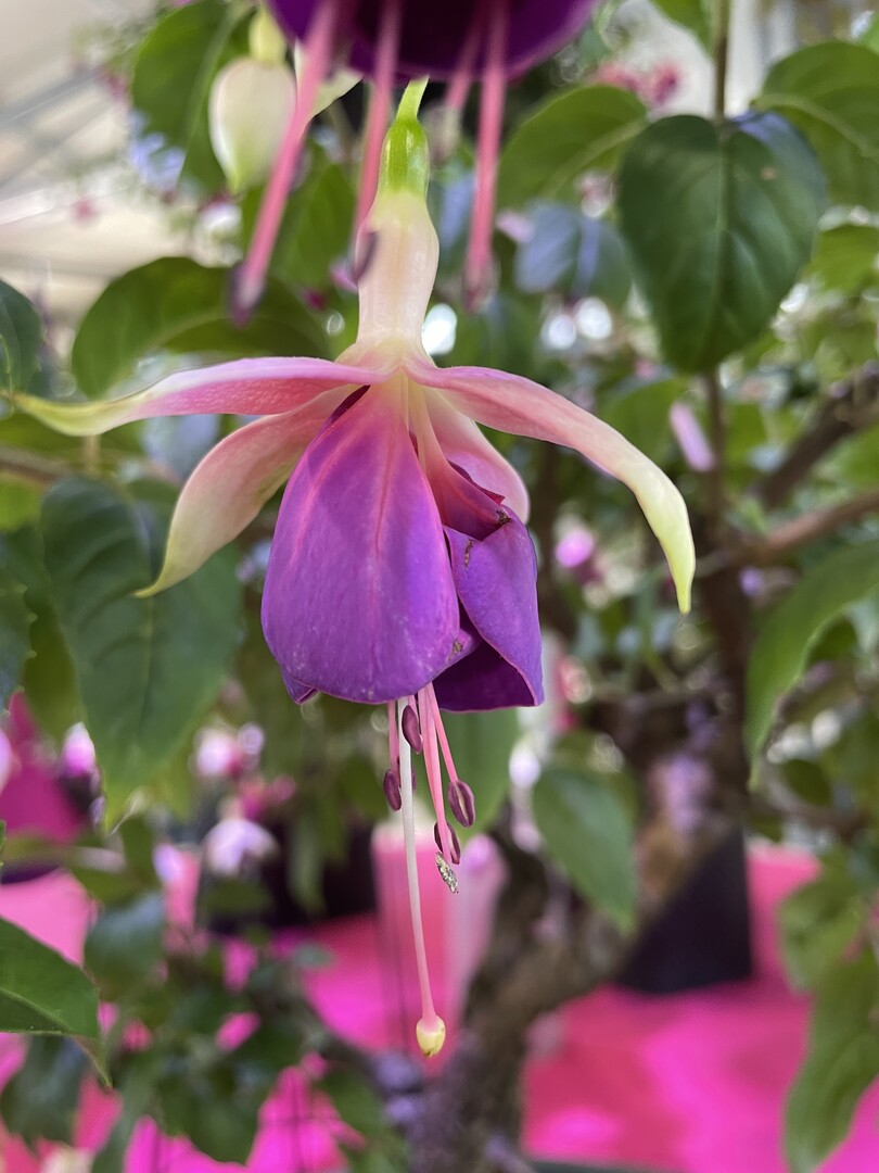 Rose of Castile improved ist eine der Schaupflanzen, fr die der Fuchsien-Freundeskreis Hamburg die Groe Goldmedaille der DBG erhielt.