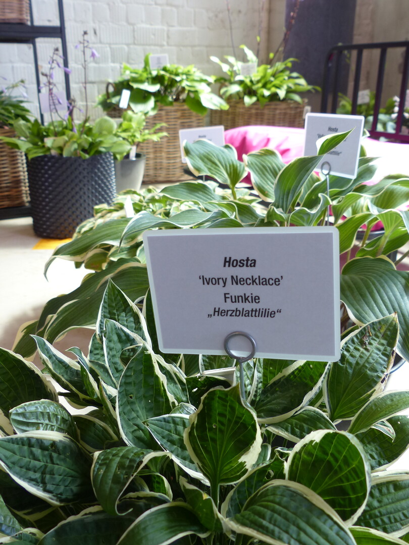 Funkien sind eine gute Ergnzung zu den Blten und Farben der Fuchsien  fr seine Pflanze erhielt der Hosta Garten Teltow die Groe Goldmedaille der DBG.