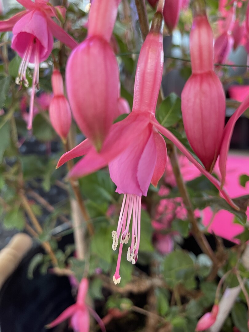 Die Fuchsie Beacon Rose Ist eine der Sorten der Grtnerei Schlestein/Hartwig, fr die das Unternehmen mit der Groen Goldmedaille der DBG ausgezeichnet wurde.