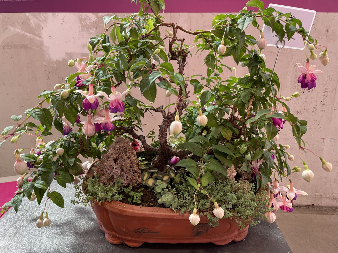 Fuchsien in Bonsai-Form prsentiert der Freundeskreis Sachsen bei der BUGA Mannheim 2023 und erhielt dafr einen Ehrenpreis.