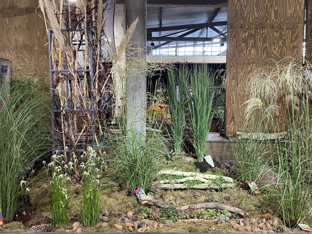 Grser als Deko in der Halle: Die Pflanzen von Marco und Raiko Khne wurden mit einer Groen Goldmedaille der DBG ausgezeichnet.
