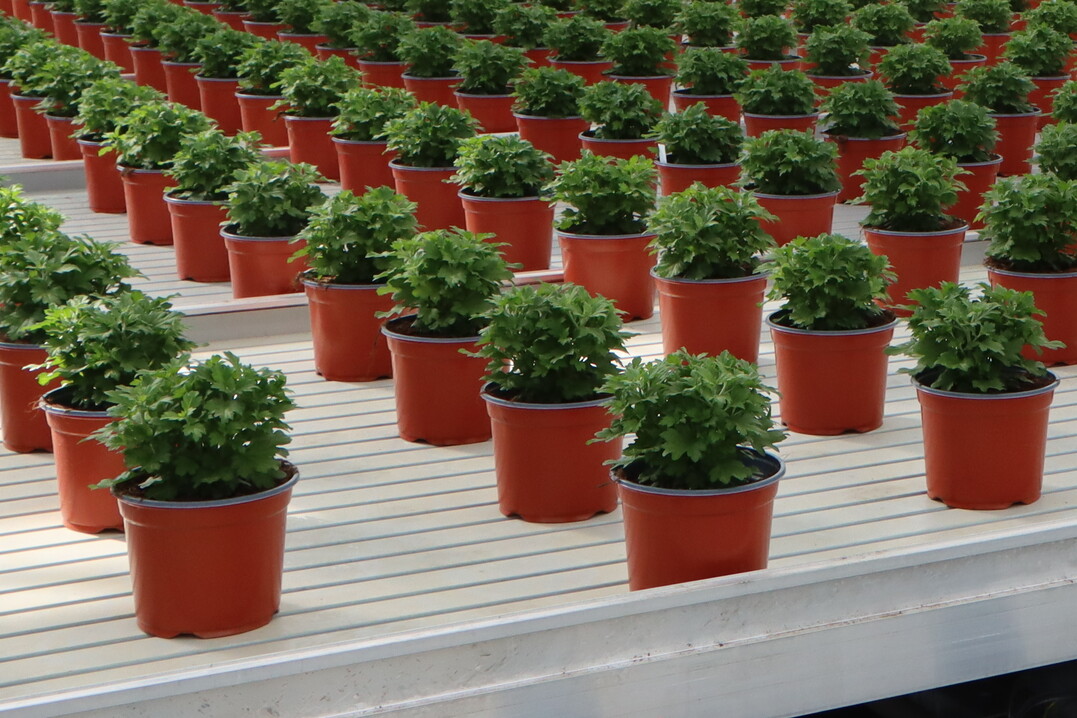 Blumen- und Pflanzentöpfe, die in verschiedenen Produktionsphasen verwendet werden, sollen nicht als Verpackung gelten.<br>