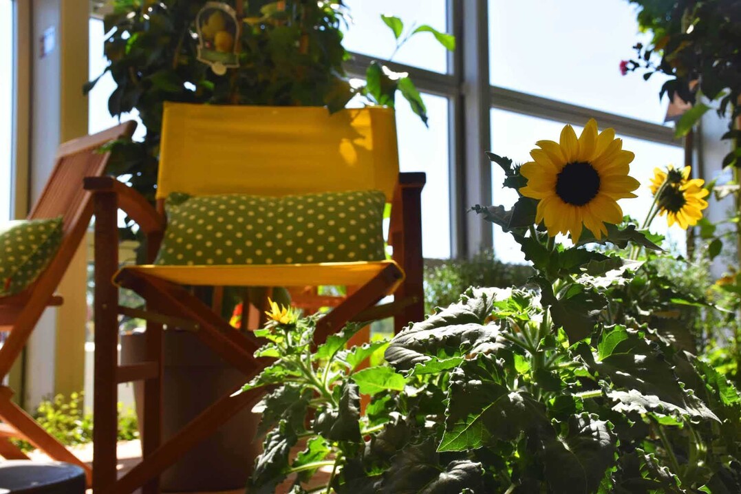Bienenfreundliche Blumen, wie die Sonnenblume, stehen im Vordergrund der Hallenschau.