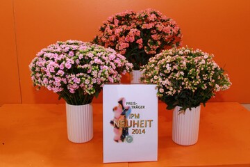 Queen-Schnittkalanchoe gibt es aktuell in drei Farben
