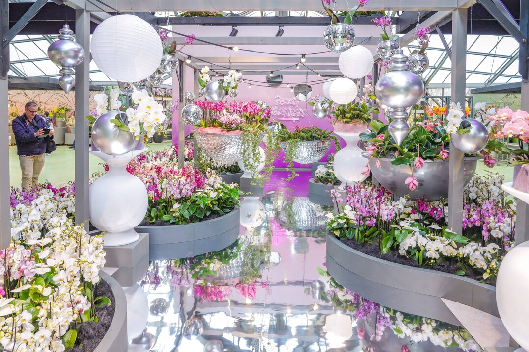 Im Beatrix Pavillon des Keukenhofs werden in diesem Jahr  Orchideen und Anthurien ausgestellt.
