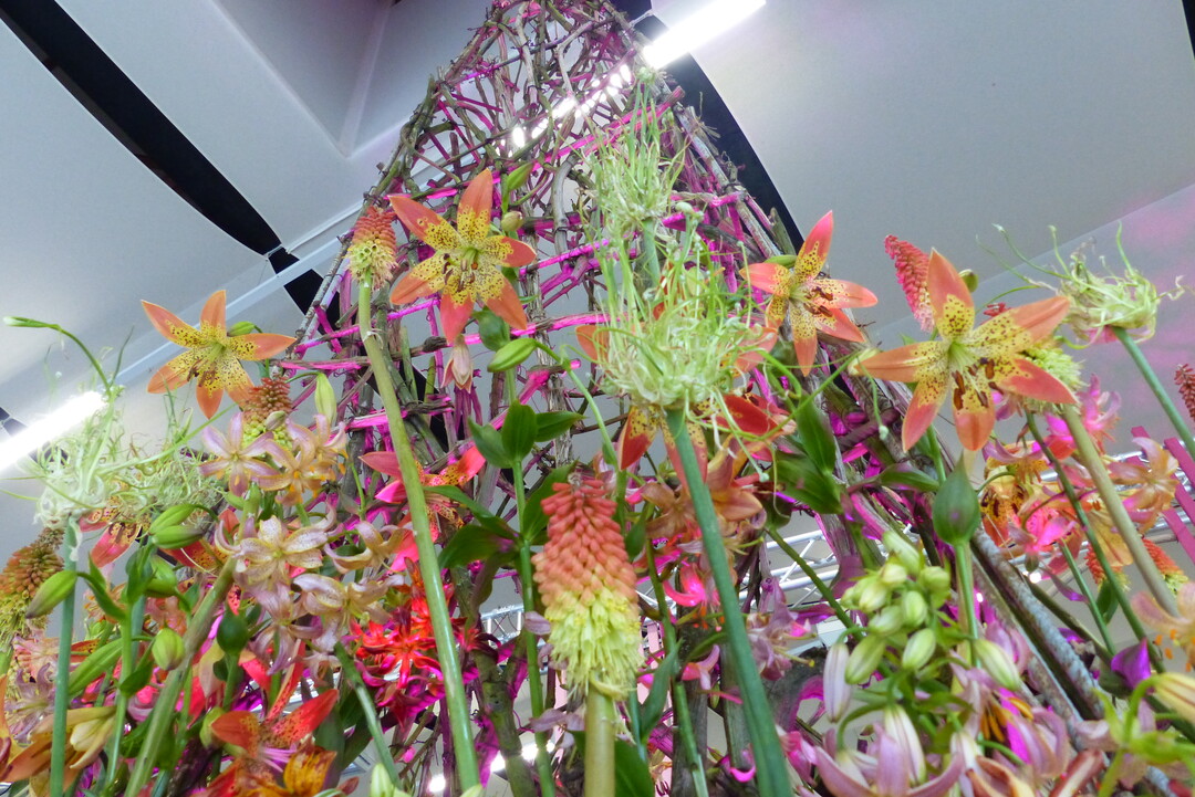 Kniphofia gibt die Vertikale, Fruchtstnde und Allium die Horizontale  