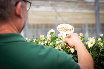 In der Kollektion dabei: Helleborus aus der Grtnerei Viehweg.