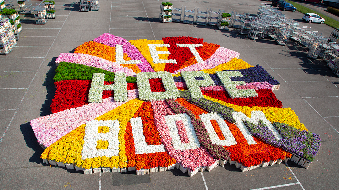 Blumenbro Holland ist intensiv damit beschftigt, das Interesse der Konsumenten an Blumen auf positive und angemessene Weise hoch zu halten und startete deshalb unter anderem die Konsumentenkampagne Let Hope Bloom (Lasst Hoffnung blhen). 