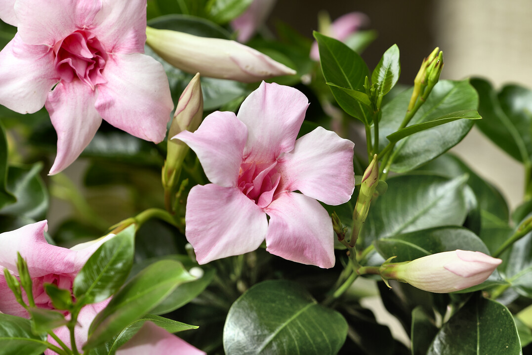 Mandevilla "Sundaville Double Blush Pink" hat den FleuroStar Award 2023-24 gewonnen.