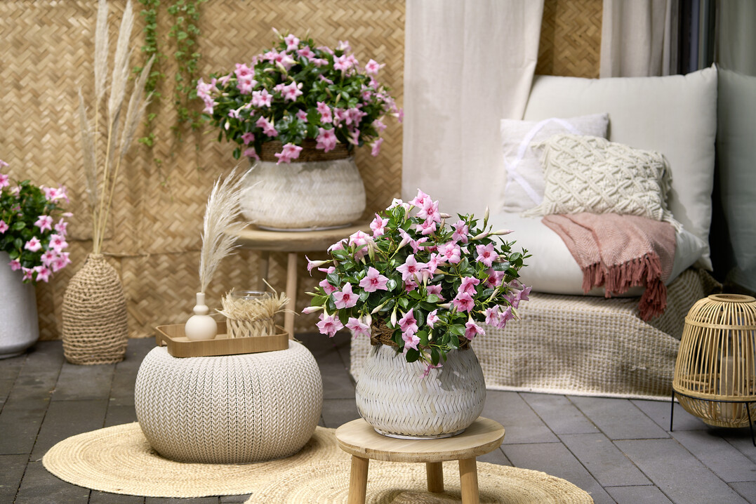 Double Blush Pink blht unentwegt vom Frhsommer bis zum Herbst mit strahlenden Blten in sattem Pastellrosa, die einen eleganten Kontrast zu den smaragdgrnen Blttern bilden.