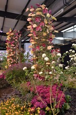 Im zweiten Teil der Ausstellung entfalten sich die Pflanzen in einem wilden und zugleich anmutigen Durcheinander wie bei diesen Anthurientürmen.