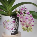 50 Punkte und die Nummer 1: De Hoog Orchids mit ihrem Produkt Rhynchostylis gigantea Aromatique Evoke. Aus dem Bericht der Jury: Kommerziell innovativ (Nischenprodukt). Der Duft ist wunderbar sanft und frisch und hat die richtige Duftnote. Die Pflanze hat wirklich eine besondere Ausstrahlung.
