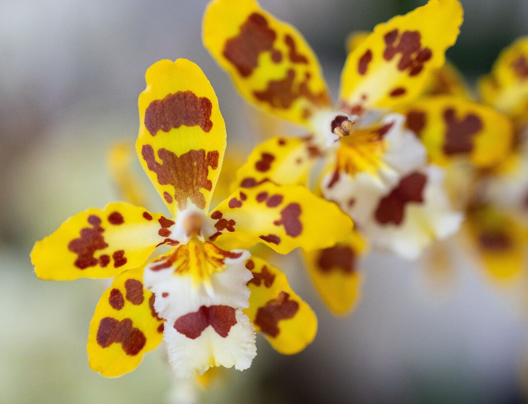 Orchideen begeistern mit spektakulären Farben, aufregenden Formen und exotischen Blüten.