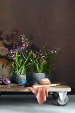 Ein Tontopf gibt der Cambria einen stilvollen Look.