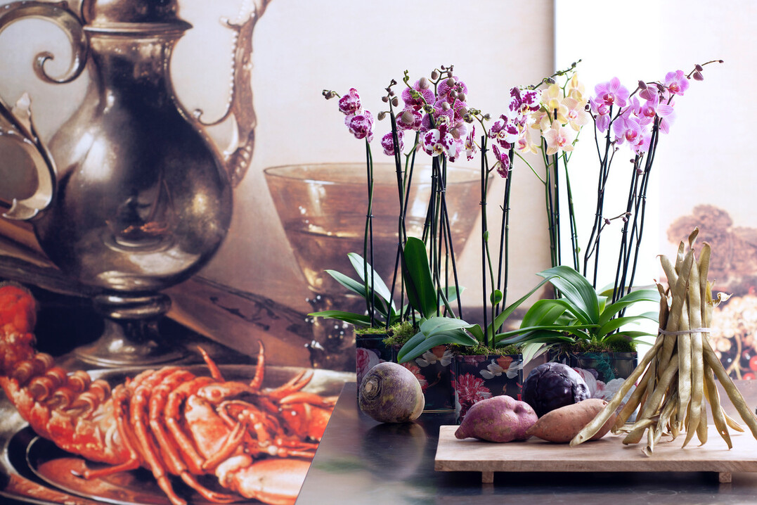 Elegant, feminin und in groer Vielfalt verfgbar: Phalaenopsis.