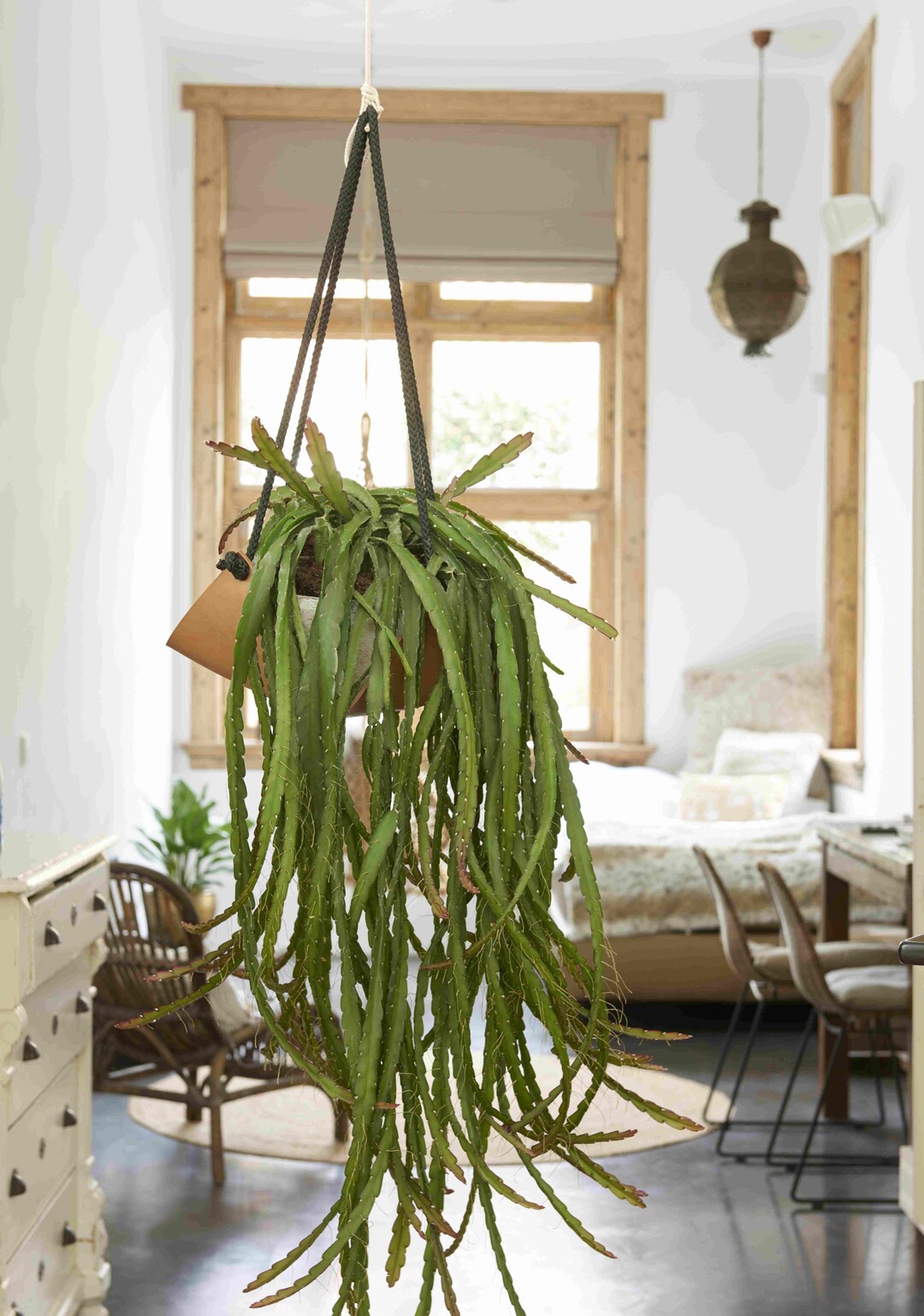   Hngende Rhipsalis im Schlafzimmer.