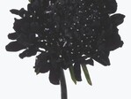 Scabiosa atropurpurea "Blackberry Scoop"