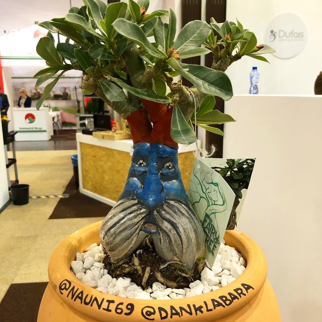 Die dreijhrigen Exemplaren der Wstenrose Adenium obesum werden individuell von einem Knstler von Hand bemalt.
