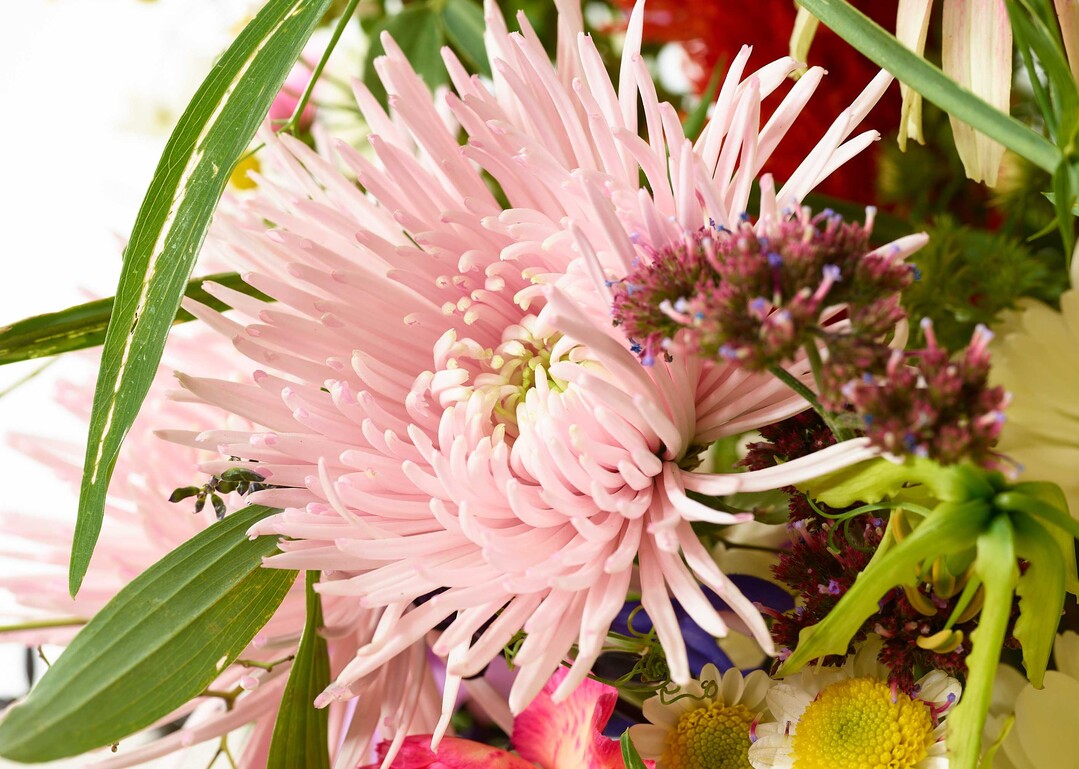 Im Strau werden viele Chrysanthemen-Sorten kombiniert.