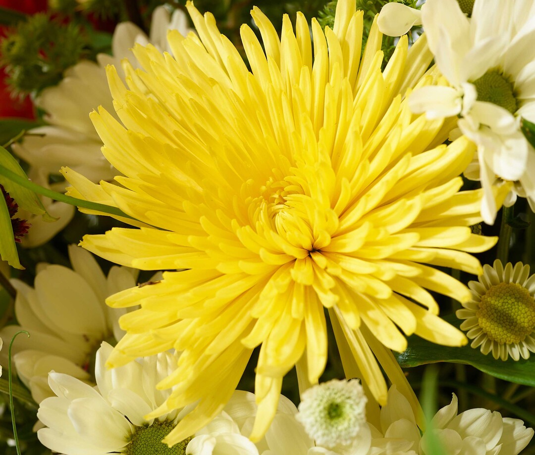 Im Strau werden viele Chrysanthemen-Sorten kombiniert.