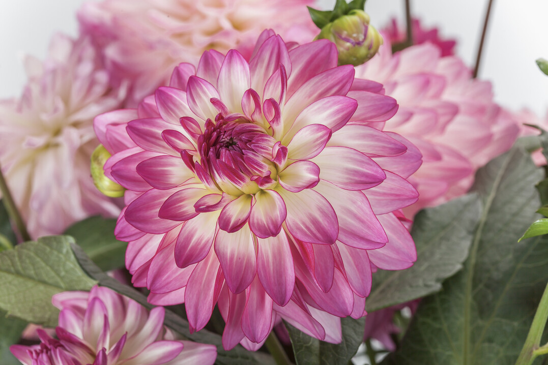 Die Dahlie "Sincerity" von Syngenta Flowers gewinnt den FleuroStar Award 2020