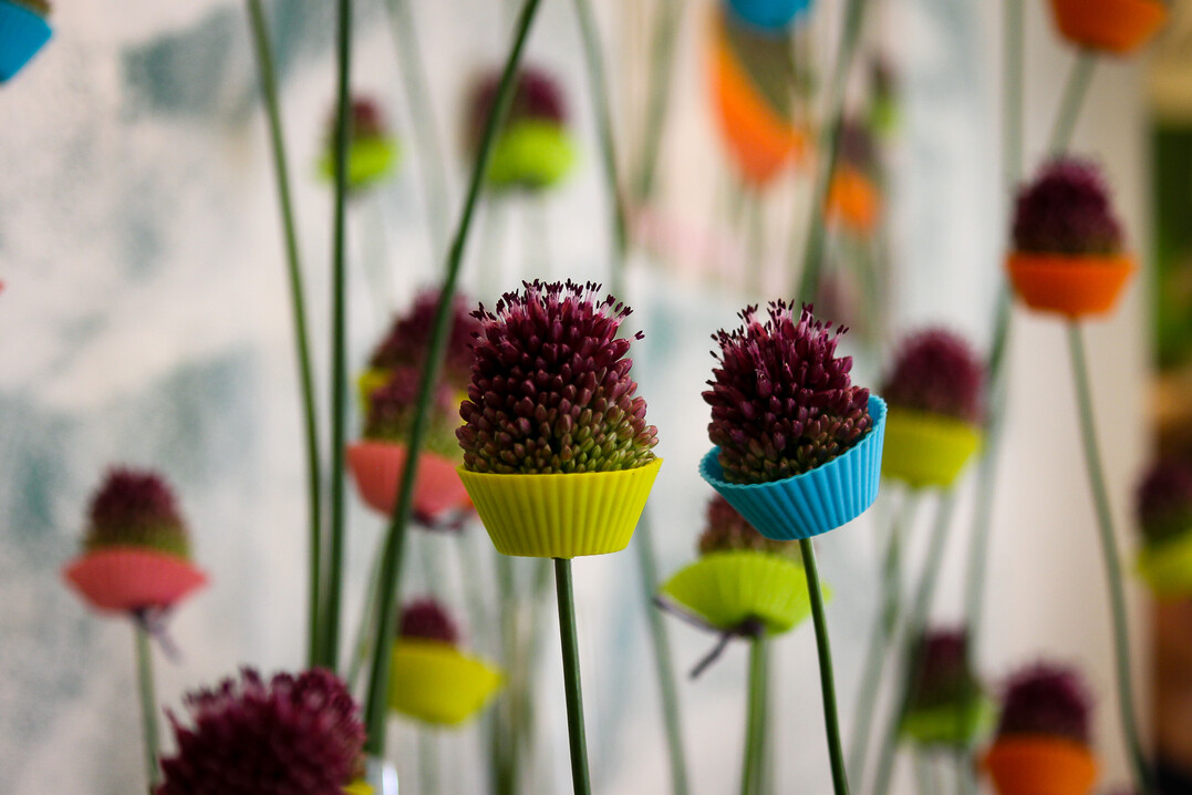Auergewhnlich und schn: Allium in Muffinfrmchen sieht man eher selten  auer in der Blumenhalle in Wassertrdingen