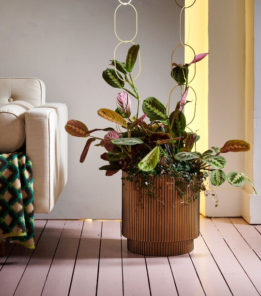 Wer eine groe Marante in Szene setzen will, platziert diese stilsicher in einem Blumentopf mit Rillendekor, das an den beliebten Cordstoff aus den 70er-Jahren erinnert. Als Tropenpflanze sehnt sich die Marante nach einer angenehmen Wrme, einem schattigen Pltzchen und einer hohen Luftfeuchtigkeit. Das Gieen sollte mit zimmerwarmem, kalkfreiem Wasser in regelmigen Abstnden erfolgen, um die Blumenerde durchgngig feucht zu halten.