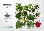 Die Zimmerpflanzen des Monats 2019 orientieren sich an den Konsumententrends 2019.