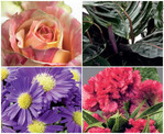 1. Reihe: lninks Rose ‘Fiesta’, rechts Calathea
rosea-picta ‘Dottie’<br>
2. Reihe: links Aster ‘Caitlyn’,
rechts Celosia argentea
‘Carnaval Robina’