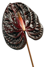 ‘Morano’ funkelt dunkelrot,
an den Rändern
rotbraun, fast schwarz.
In der Vasen hält die
Sorte
etwa 28 Tage.