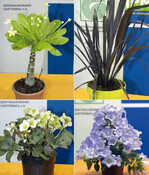 Die Gewinner des Neuheitenschaufensters: <i>Brighamia insignis</i>
‘Kirsten’ (oben links), <i>Phormium cookianum</i> ‘Black Adder’ (oben
rechts), <i>Helleborus</i> ‘Winter Moonbeam’ (unten links) und <i>Campanula
formanekiana</i> ‘Dark Crownprincess’s Bellflower’.