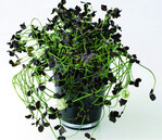 <i>Trifolium repens</i> ‘Ebony’