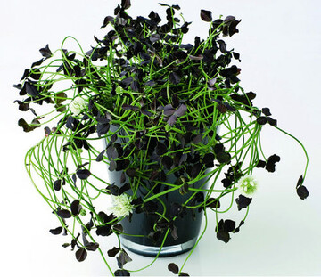 <i>Trifolium repens</i> Ebony