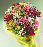 Im Auftrag von Royal van Zanten soll die Werbeagentur
2 Mèt der Bouvardie zu einem neuen,
frischeren Image verhelfen, unter anderem mit
einer Verpackung mit „Lifestyle Logo“. Die
„neue Bouvardie“ ist lange haltbar, vielseitig
einsetzbar und farbenfroh.