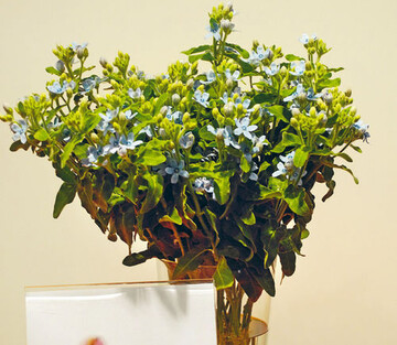In der Kategorie Schnittblumen gewann die
zartblau blhende Tweedia caerulea Pure Blue
(Tweedia Bluestar) den Titel IPM-Neuheit 2011.
