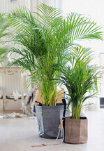 Im Januar ist Areca, die Gold- oder Federpalme,
Pflanze des Monats.