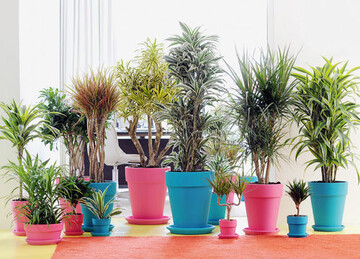 Dracaena bevorzugt helle Standorte. Die besonderen Farben der Bltter
und der Blattzeichnung sind zum groen Teil von ausreichend Licht
abhngig.