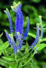 Im August 2005 wurde Veronica ‘Christa’ an den niederländischen Versteigerungen eingeführt. Die Ähren enden in Blütenkämmen mit ungewöhnlich hellgrünen Spitzen.