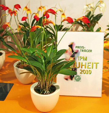 Als attraktivste blhende Zimmerpflanze
wurde die Masdevallia-Hybride Bellavallia
ausgezeichnet.
