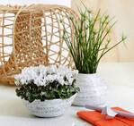 Der Floradania-Trend „Botanical Balance“ greift
das Bedürfnis der Verbraucher nach Ruhe und
meditativen Räumen auf.