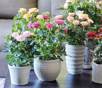 Das Blumenbro Holland propagiert die Topfrose
als Zimmerpflanze des Monats Mai.