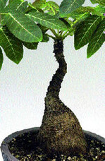 ‘Sleeping Beauty’ werden in einer
Höhe von 15
bis 50 cm
angeboten.