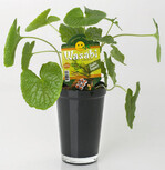 Wasabia japonica passt in jede Wohnung,
wirkt skulpturartig, futuristisch und jugendlich
und kann für Sushi und andere Gerichte verwendet
werden, lobte die Jury.