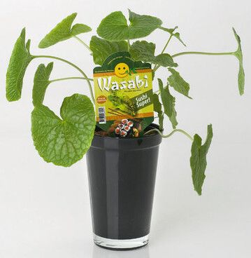 Wasabia japonica passt in jede Wohnung,
wirkt skulpturartig, futuristisch und jugendlich
und kann fr Sushi und andere Gerichte verwendet
werden, lobte die Jury.