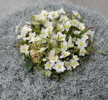Natur ist Luxus  diese Aussage kommt
mit Helleborus bestens zum Ausdruck.