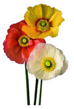 ‘Poppy Bussana’ ist zurzeit in sechs Farben erhältlich: White, Orange, Salmon, Yellow, Lilac und Light Orange.