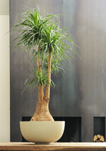 Das Jahr 2012 beginnt mit der Beaucarnea. Die
Auswahl wird mit Produktion und Handel
abgestimmt: Ein Pflanze sollte innerhalb von
drei Jahren nur einmal beworben werden, die
Pflanze muss gut erhältlich und über einen
Zeitraum von sieben Monaten verfügbar sein.